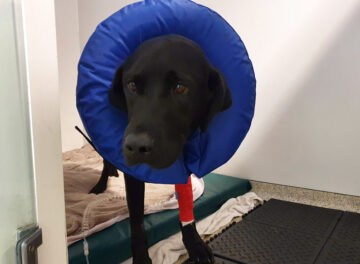Black Labrador patient recovering in the wards at Fitzpatrick Referrals