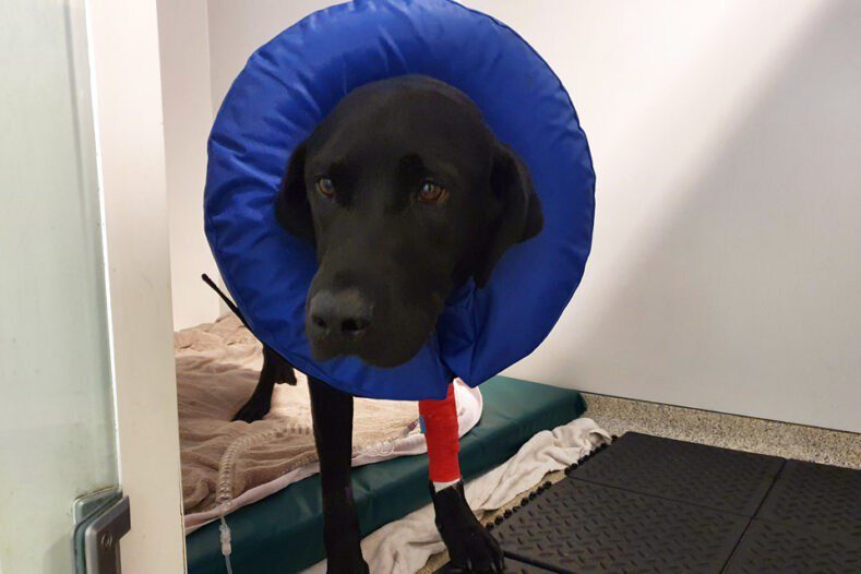 Black Labrador patient recovering in the wards at Fitzpatrick Referrals