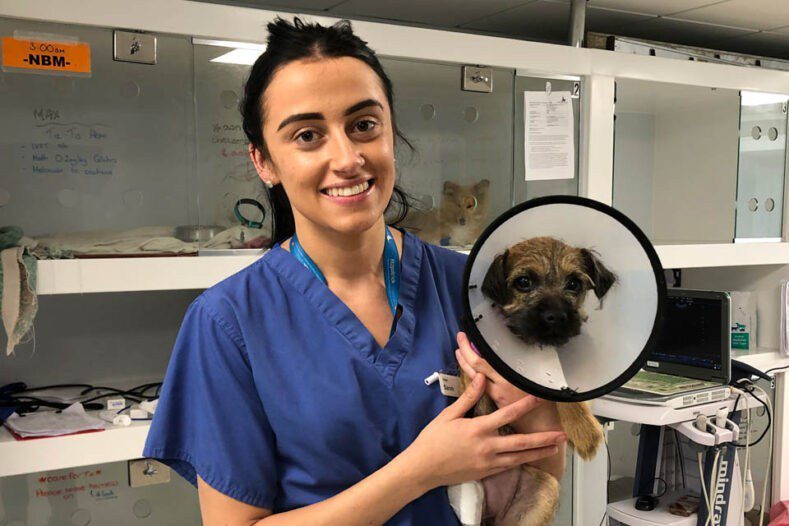 Veterinary surgeon with Border Terrier patient