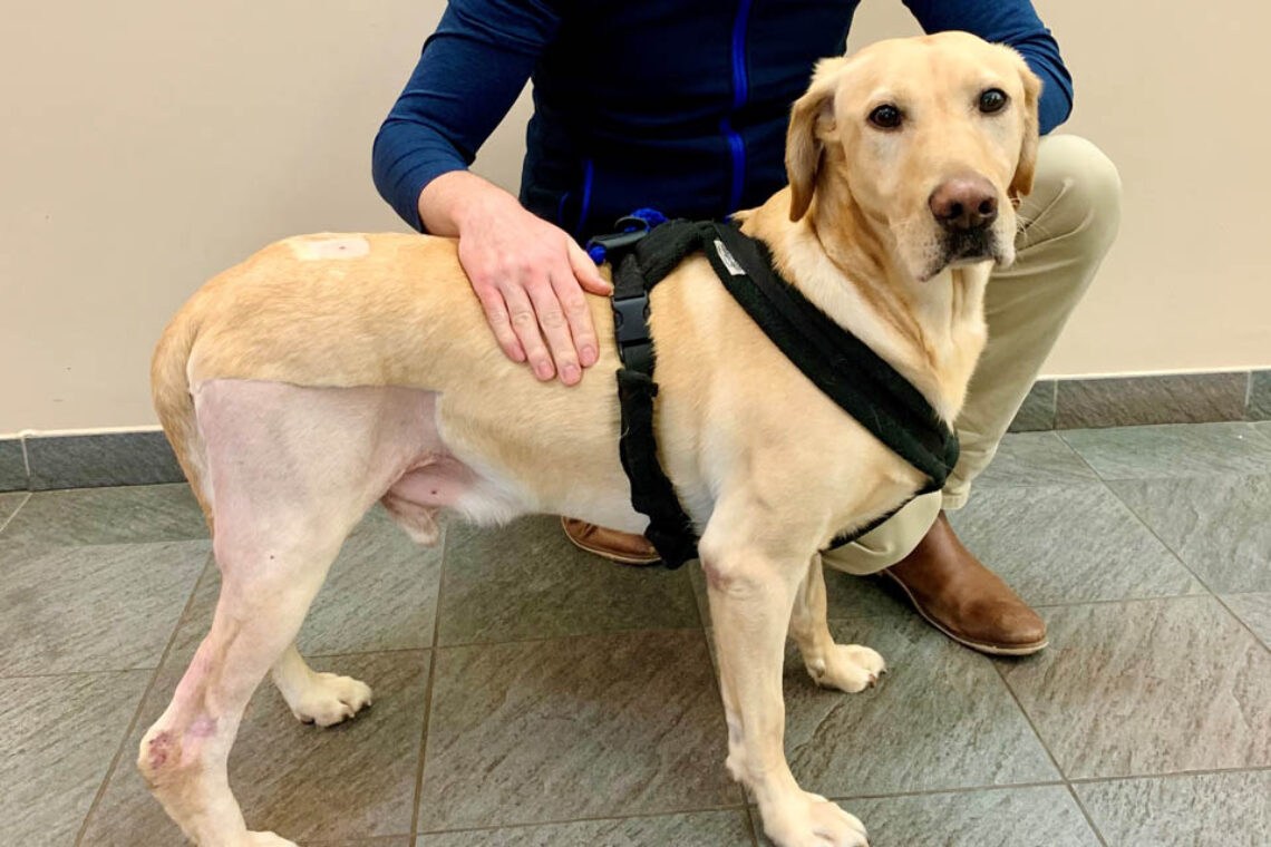 Yellow Labrador patient at his 6 week check up following pantarsal arthrodesis surgery