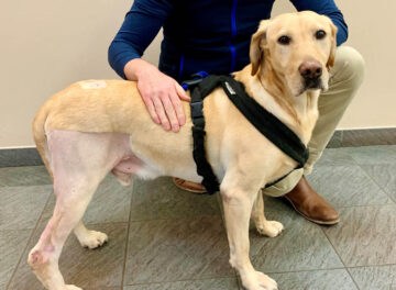 Yellow Labrador patient at his 6 week check up following pantarsal arthrodesis surgery
