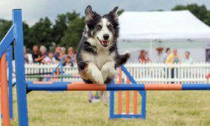 Grade 7 agility dog Fern