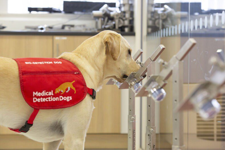 Bio detection dog