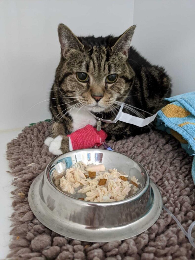 Feline patient with food at Fitzpatrick Referrals