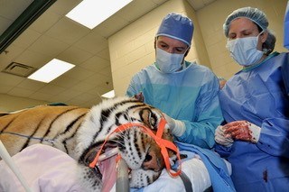 Ear surgery in a tiger