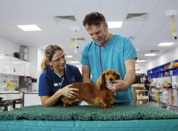 Professor Nick Bacon and RVN with Dachshund patient