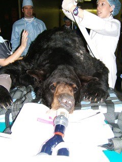 Bear with skin tumour and Professor Nick Bacon