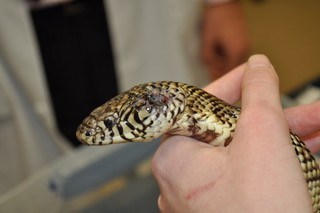 A King Snake with a tumour