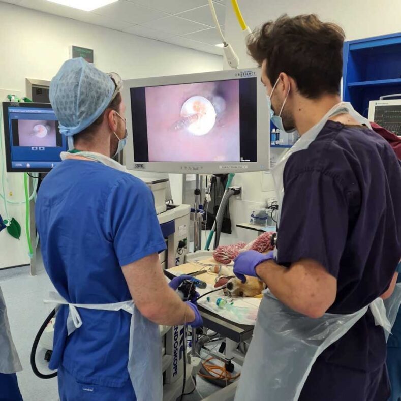 Dr Gerard McLauchlan performing endoscopy on a patient