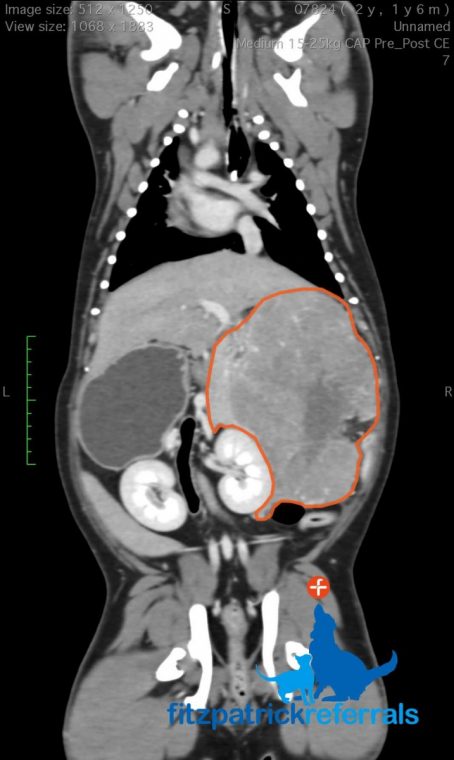 CT scan of an English Bulldog's lymphoma at Fitzpatrick Referrals
