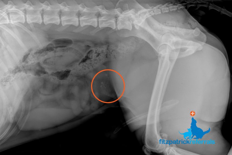 Radiograph showing a dog's urinary stones