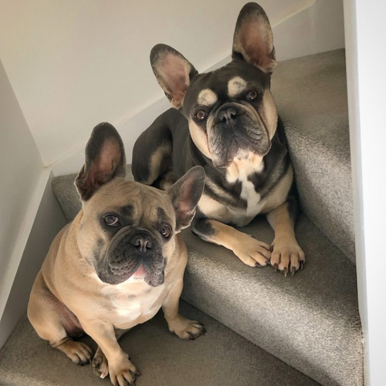 French Bulldog with his sibling