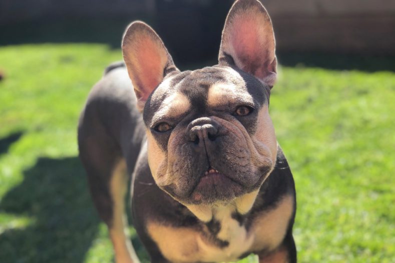 French Bulldog one year after BOAS surgery