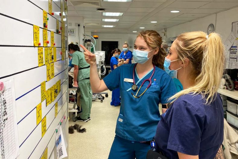 Veterinary nurses in the prep room at Fitzpatrick Referrals