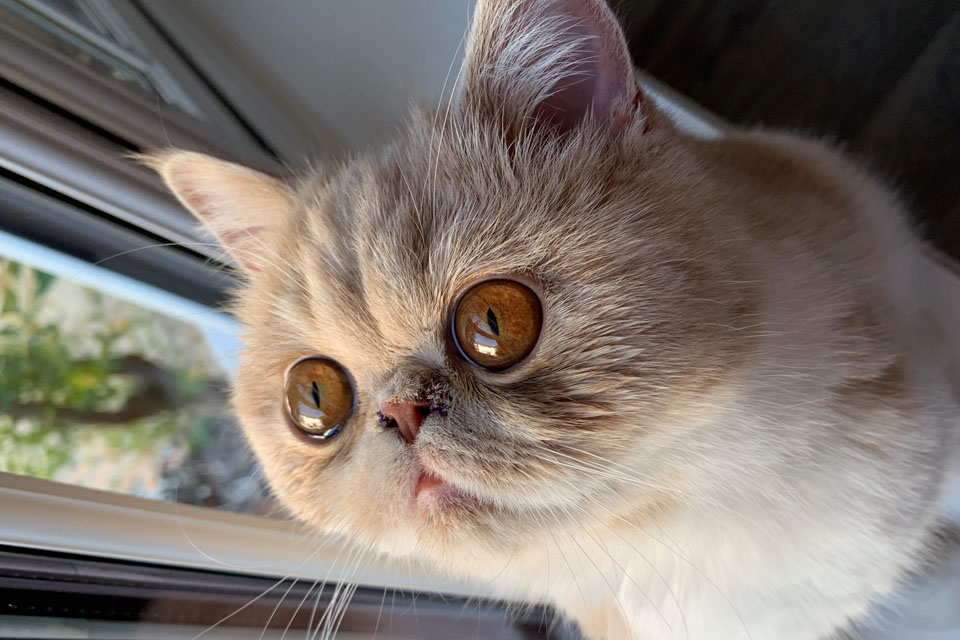 Exotic shorthair cat after BOAS surgery at Fitzpatrick Referrals