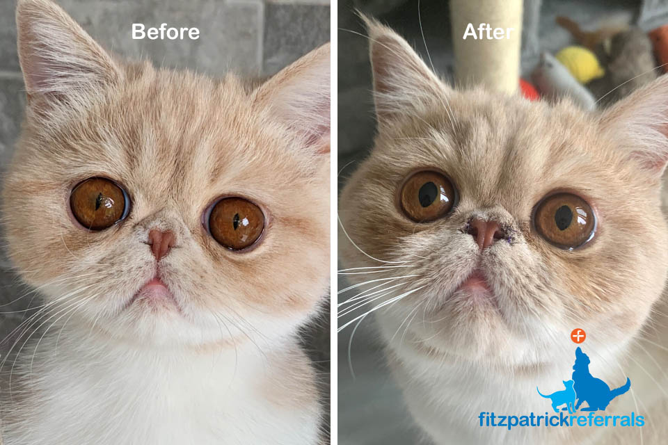 Exotic shorthair cat before and after BOAS surgery at Fitzpatrick Referrals