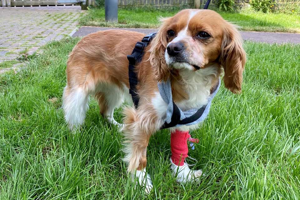 Cavalier King Charles Spaniel after maxillectomy surgery to remove an oral tumour at Fitzpatrick Referrals
