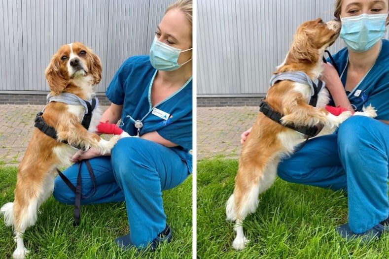 Cavalier King Charles Spaniel being comforted by a vet nurse outdoors at Fitzpatrick Referrals