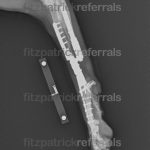 Radiograph of a radial endoprosthesis 3 years post operation at Fitzpatrick Referrals