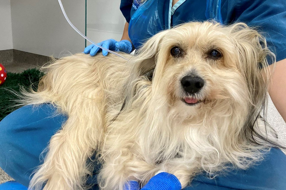 Chinese Crested dog Alfie being comforted by vet nurse