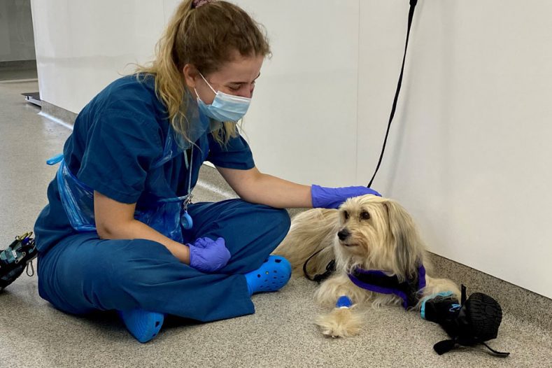 Chinese Crested dog Alfie being comforted by vet nurse