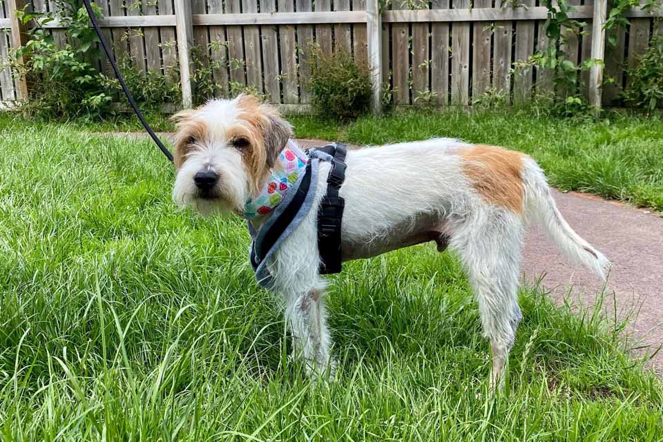 Jack Russell Terrier dog treated for gallbladder mucocele