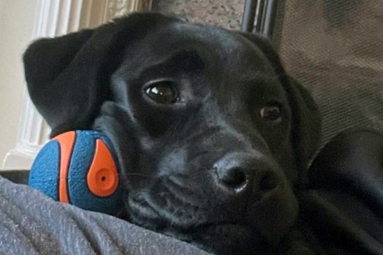 Black Labrador with ball