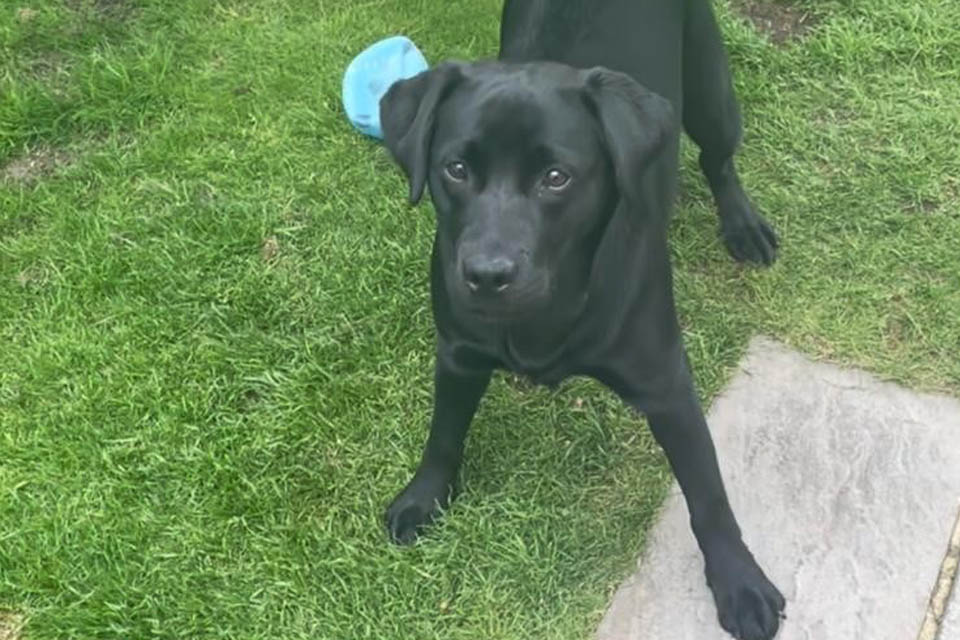 Black Labrador in the garden