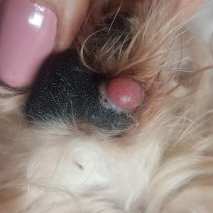 Dog with paw melanoma early stage
