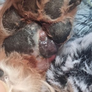 Dog with paw melanoma later stage 1