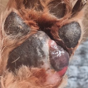 Dog with paw melanoma later stage 2