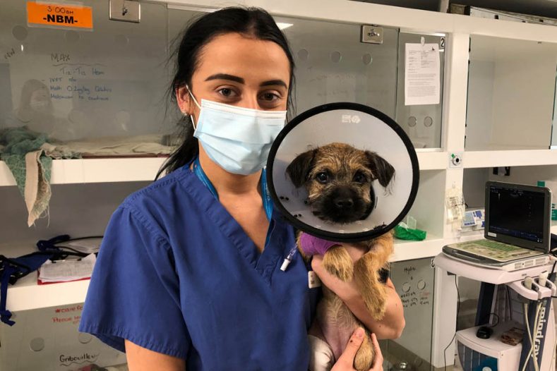 Surgical Intern Dr Sarah Lynam with Border Terrier patient at Fitzpatrick Referrals