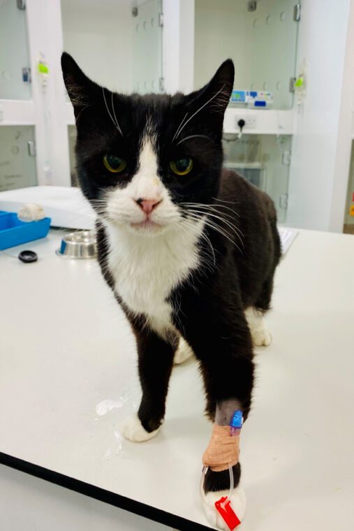 Feline patient at Fitzpatrick Referrals