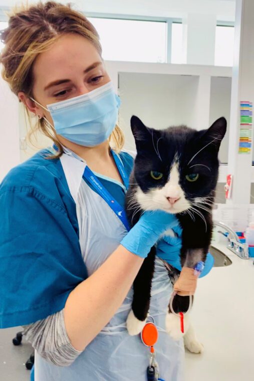 Feline patient being held by nurse in the cat ward at Fitzpatrick Referrals