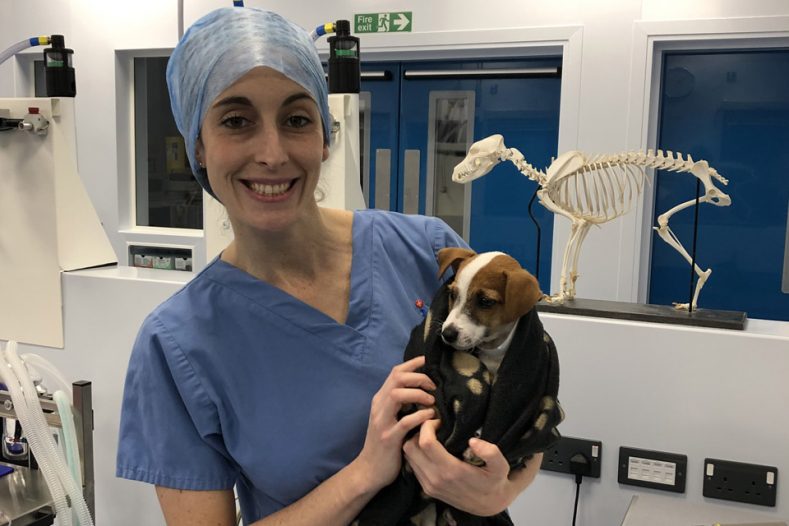 Dr Daisy Norgate with Jack Russell Terrier puppy patient