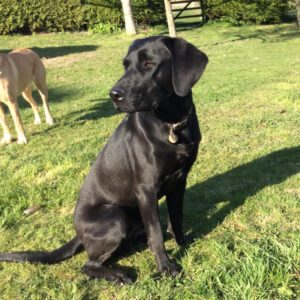 Black Labrador Merlin