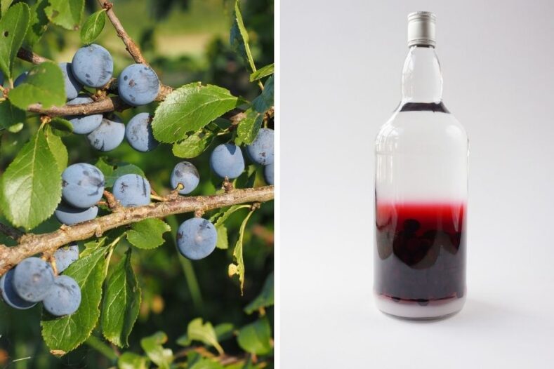 Sloe berries & sloe gin