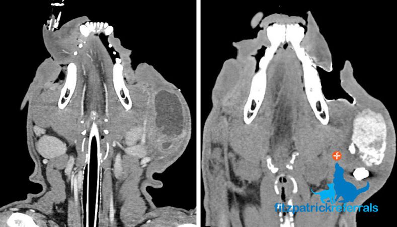 CT scan of a dog's suspected sialocele or an abscess