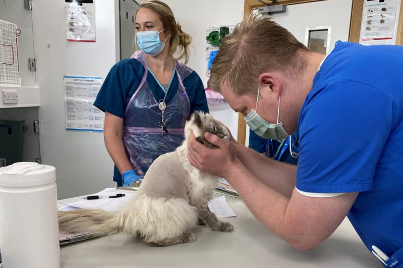 Veterinary surgeon caring for a feline patient at Fitzpatrick Referrals.