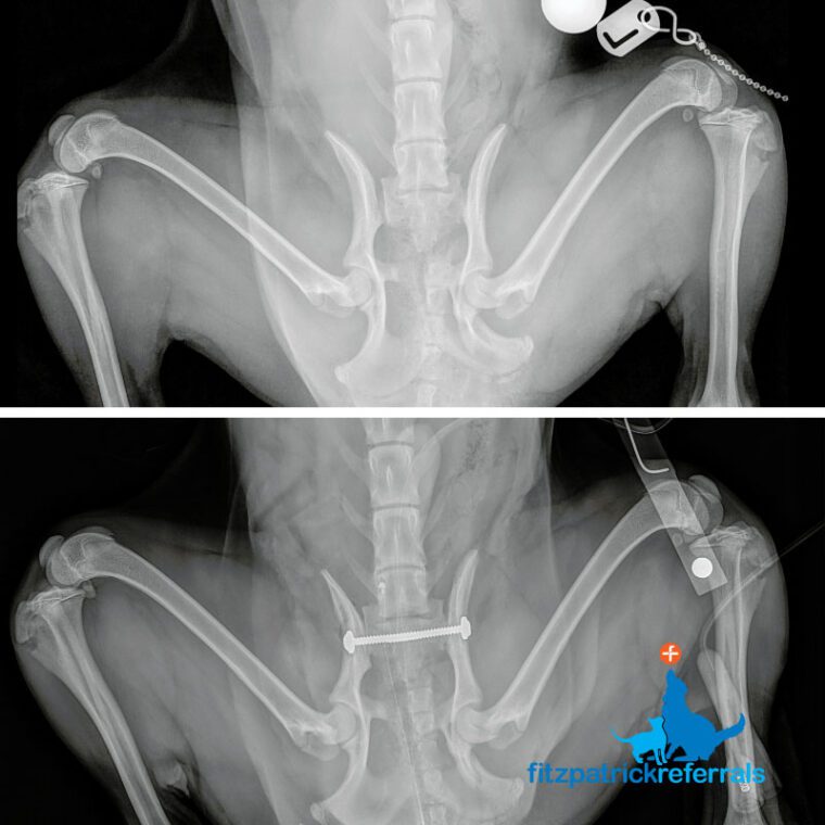 Pre and post-operative radiographs of an 8 month old Cocker Spaniel's bilateral sacroiliac luxation stabilisation and left ischium fracture