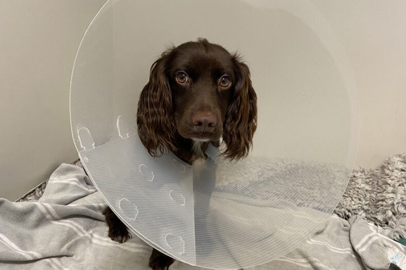 Cocker Spaniel puppy in kennels at Fitzpatrick Referrals