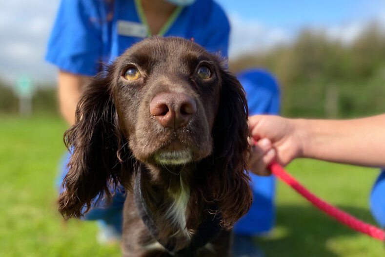 Cocker Spaniel having physiotherapy outside at Fitzpatrick Referrals