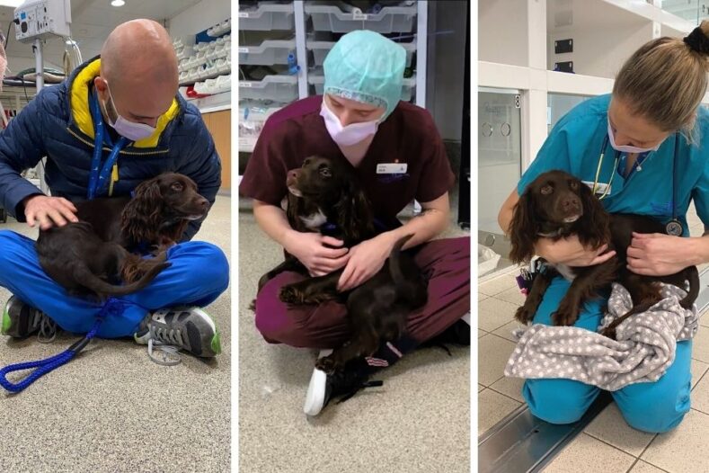 Cocker Spaniel puppy having cuddles with the team at Fitzpatrick Referrals