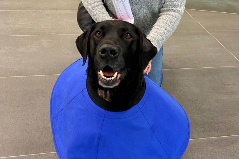 Black Labrador in a cone following surgery to remove an adrenal tumour at Fitzpatrick Referrals Oncology and Soft Tissue