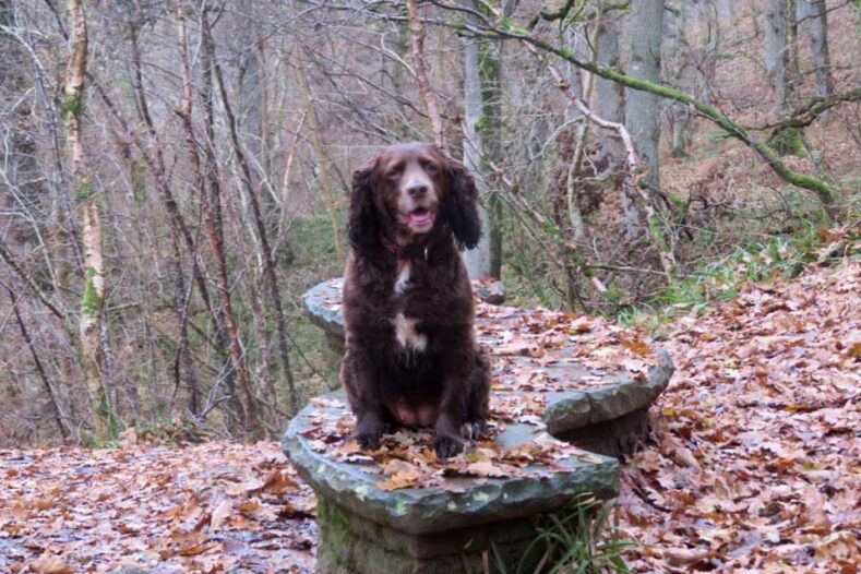 Cocker Spaniel Molly enjoying a walk in the woods