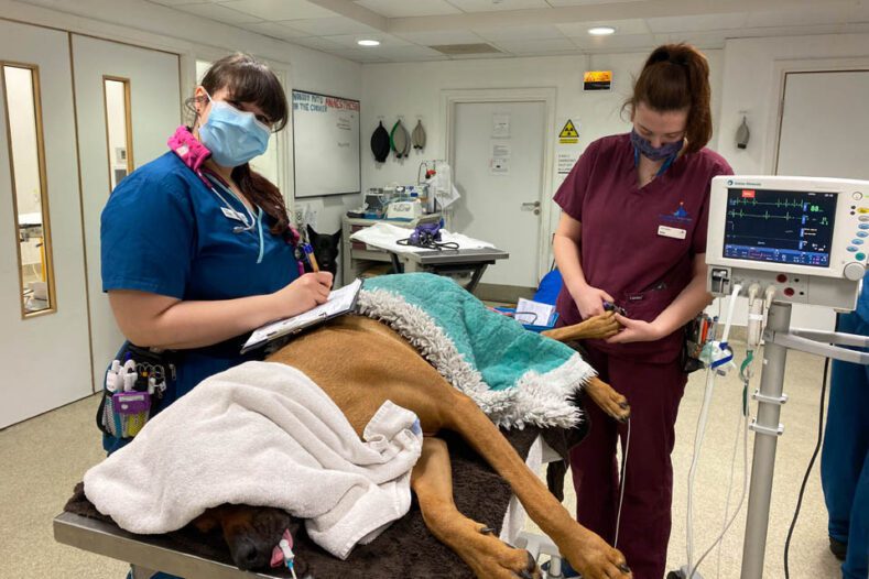 Registered Veterinary Nurse Anna with patient