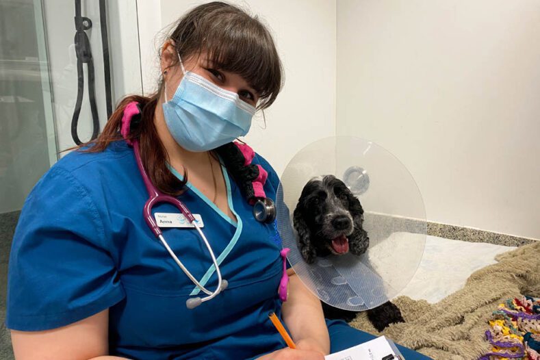 Registered Veterinary Nurse Anna with Cocker Spaniel patient