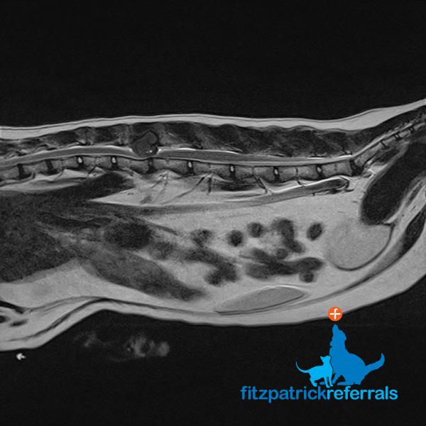 MRI scan of a 10 year old cat's spine