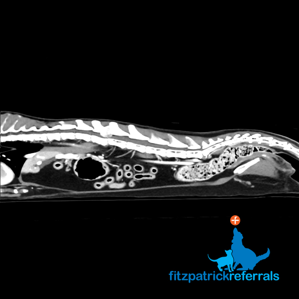 Pre op CT scan of a cat for soft tissue staging