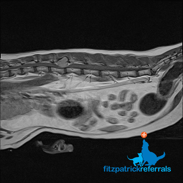 MRI scan of a 10 year old cat's spine with contrast